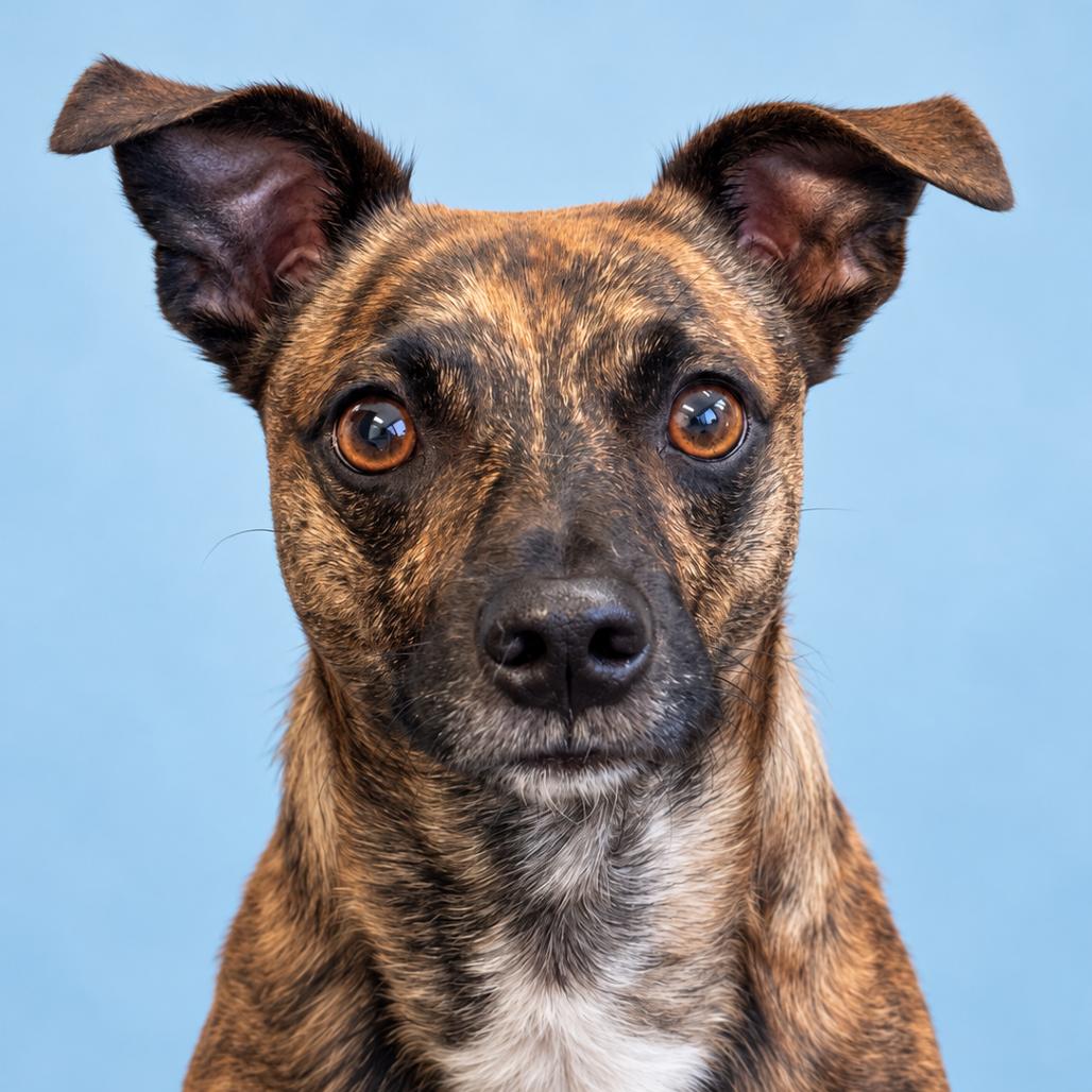Enlarge Remy, a Adoptable mixed breed in Mankato, MN image 1/3