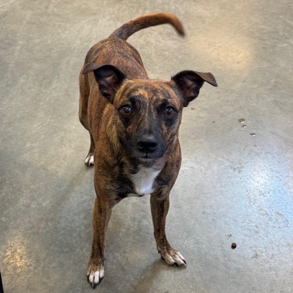 Enlarge Remy, a Adoptable mixed breed in Mankato, MN image 2/3