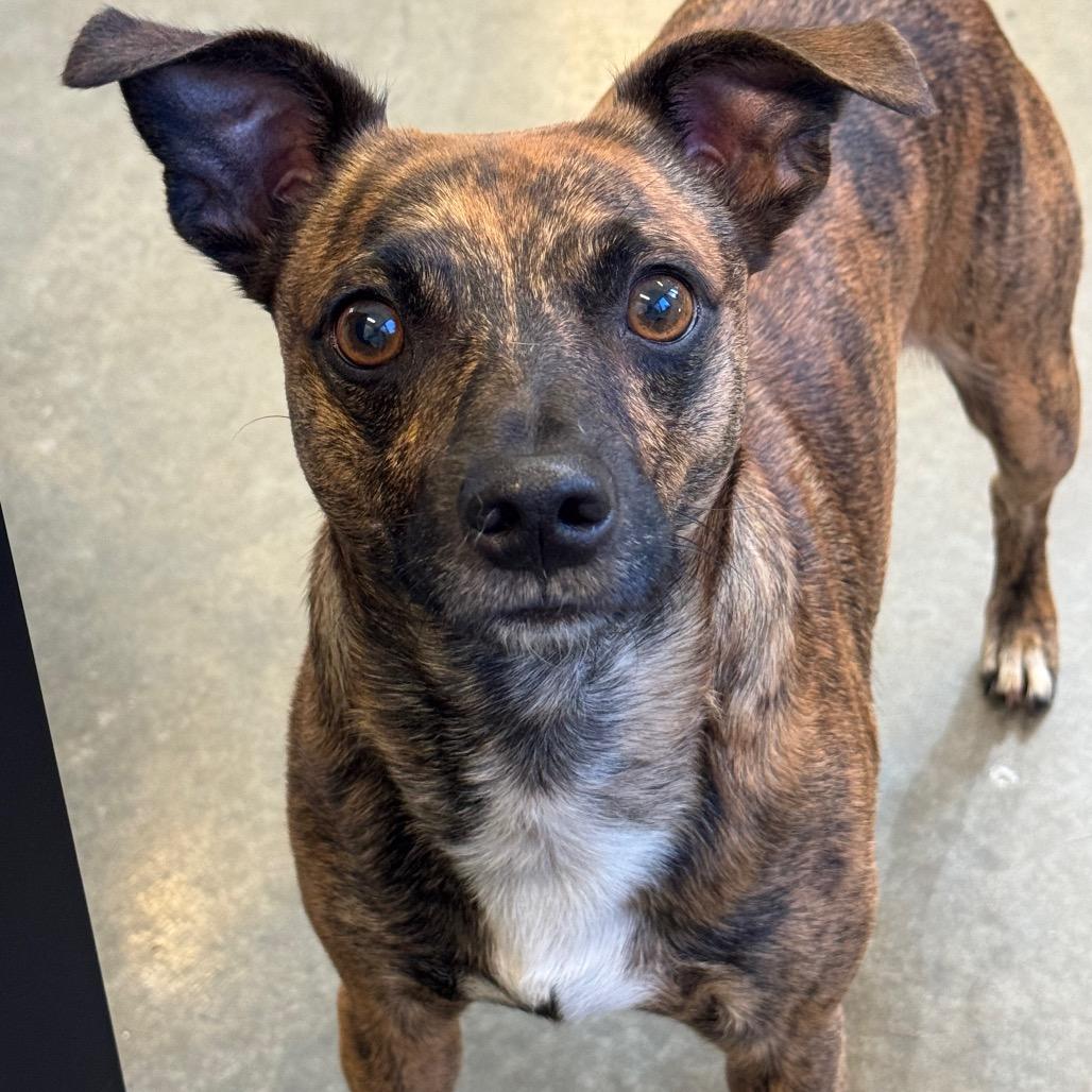 Enlarge Remy, a Adoptable mixed breed in Mankato, MN image 3/3