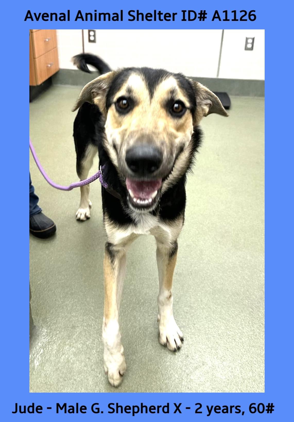 Jude, Adopted, Adult Male Shepherd.