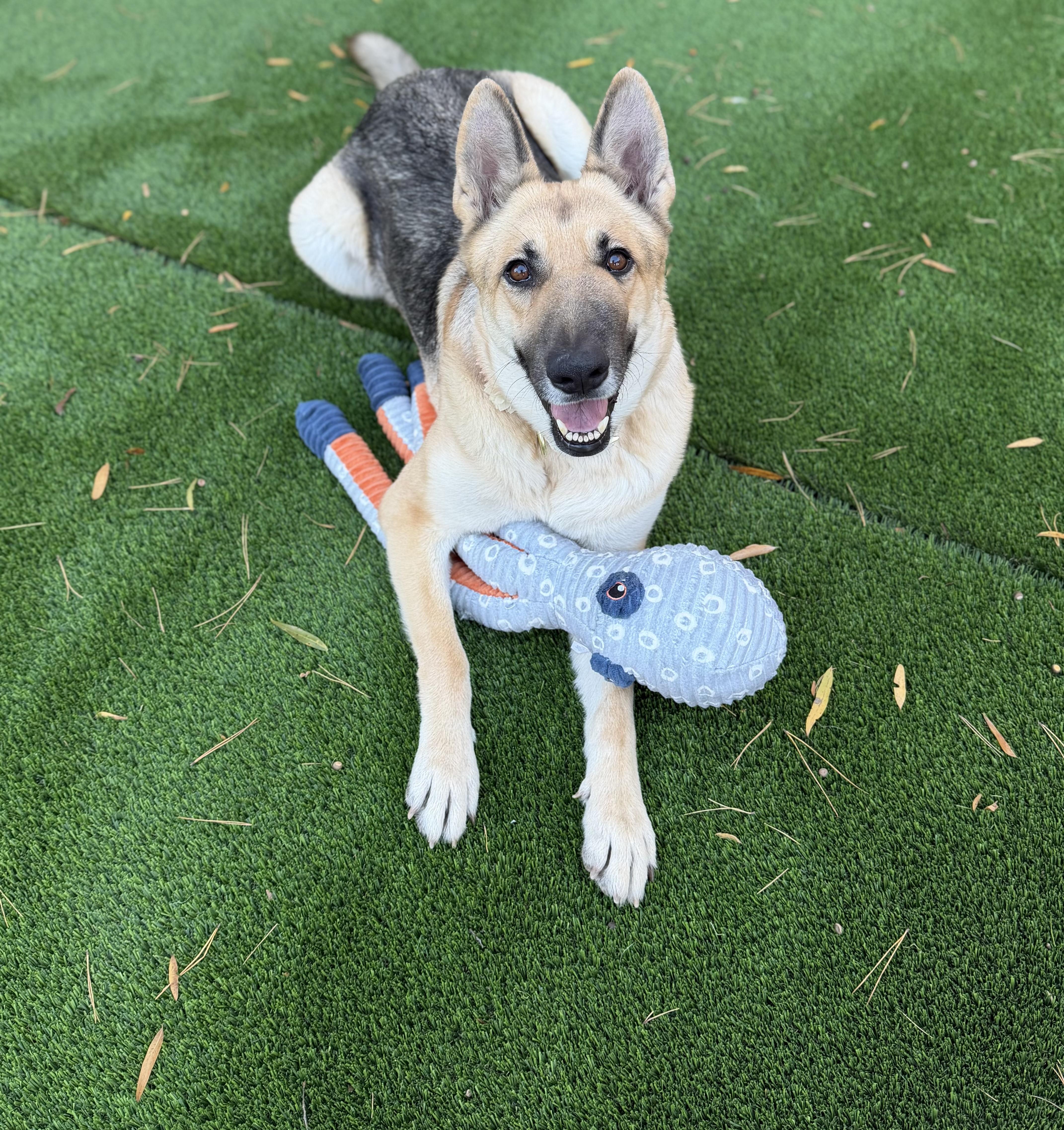 Enlarge Yara, a Adoptable German Shepherd Dog in Salisbury, NC image 1/6