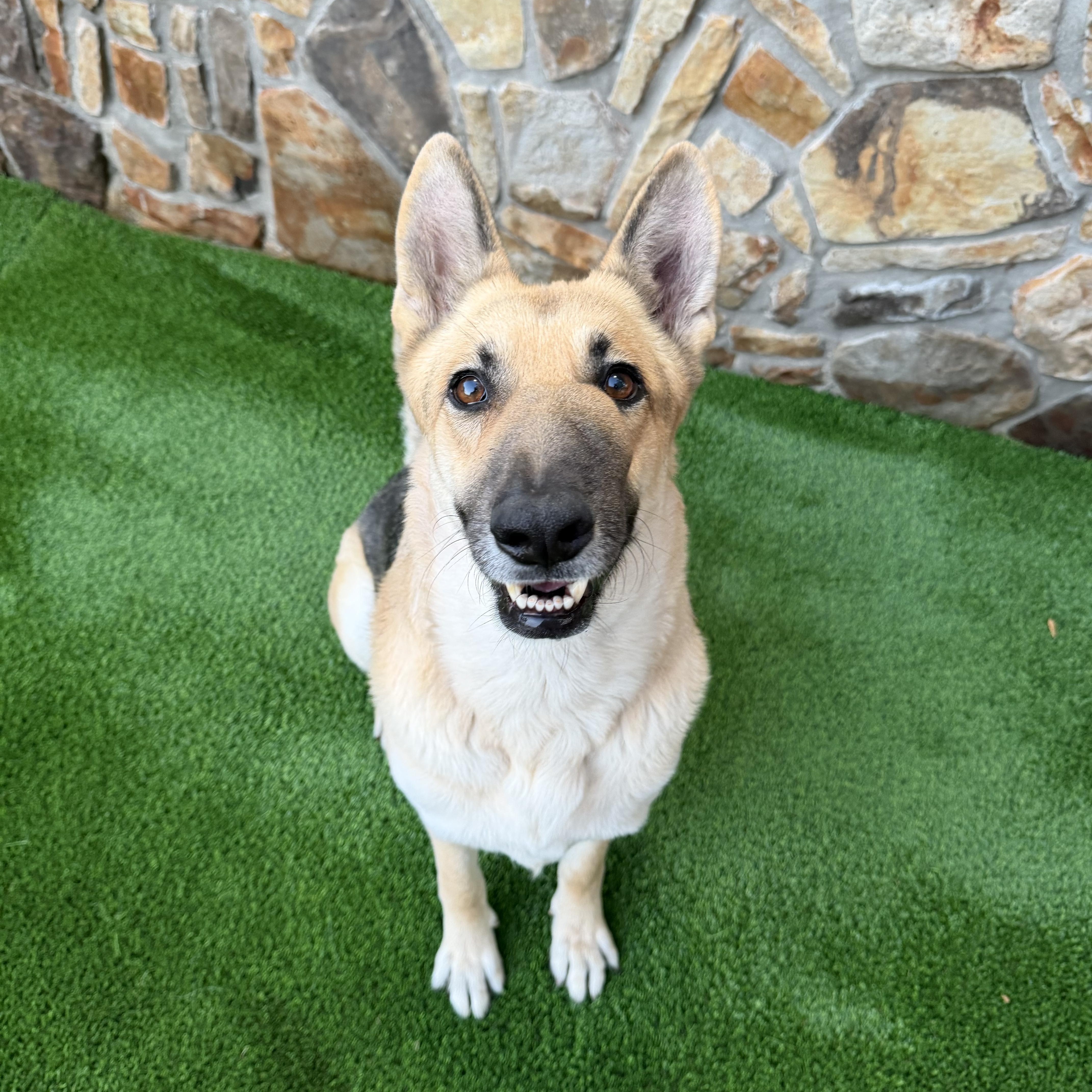 Enlarge Yara, a Adoptable German Shepherd Dog in Salisbury, NC image 2/6