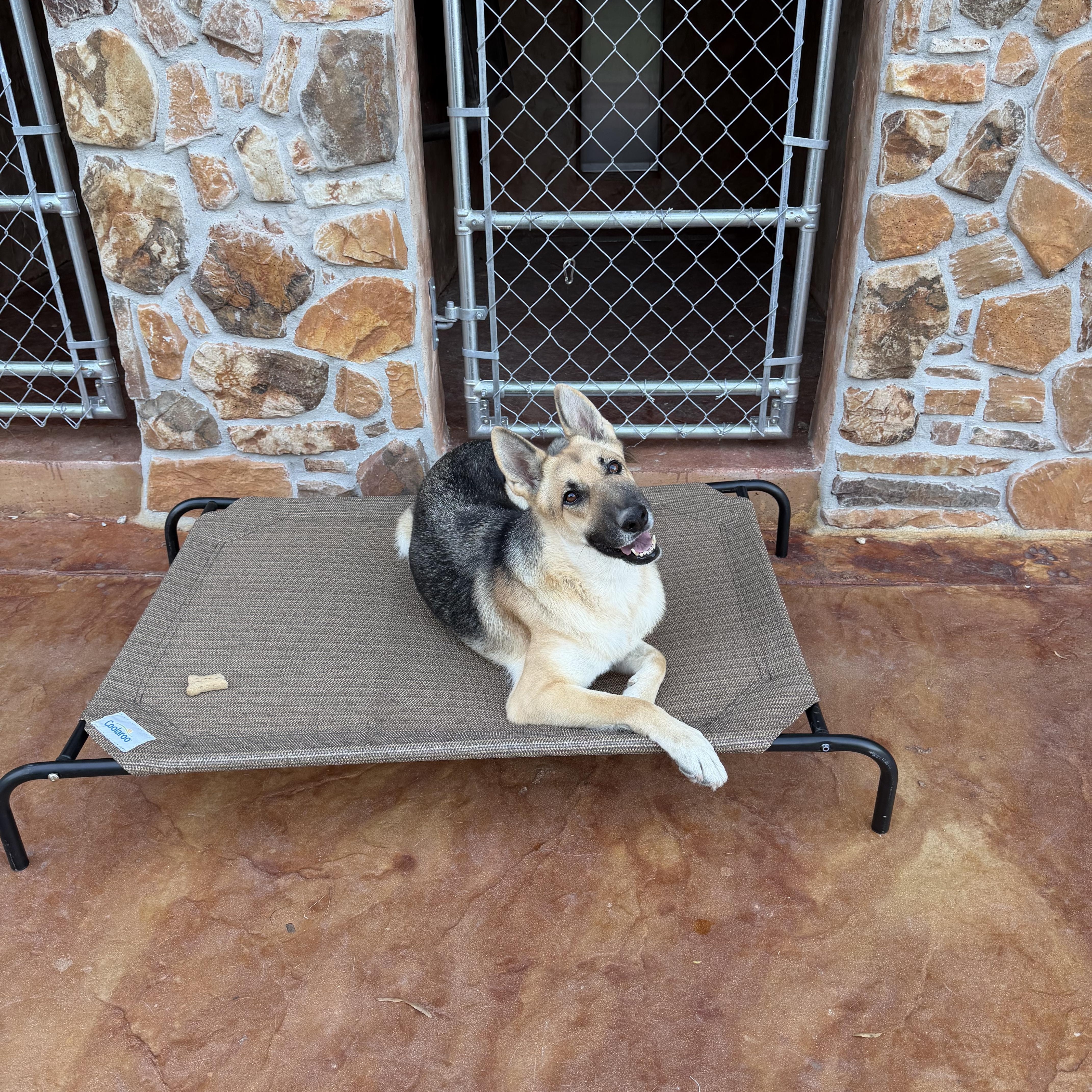 Enlarge Yara, a Adoptable German Shepherd Dog in Salisbury, NC image 3/6