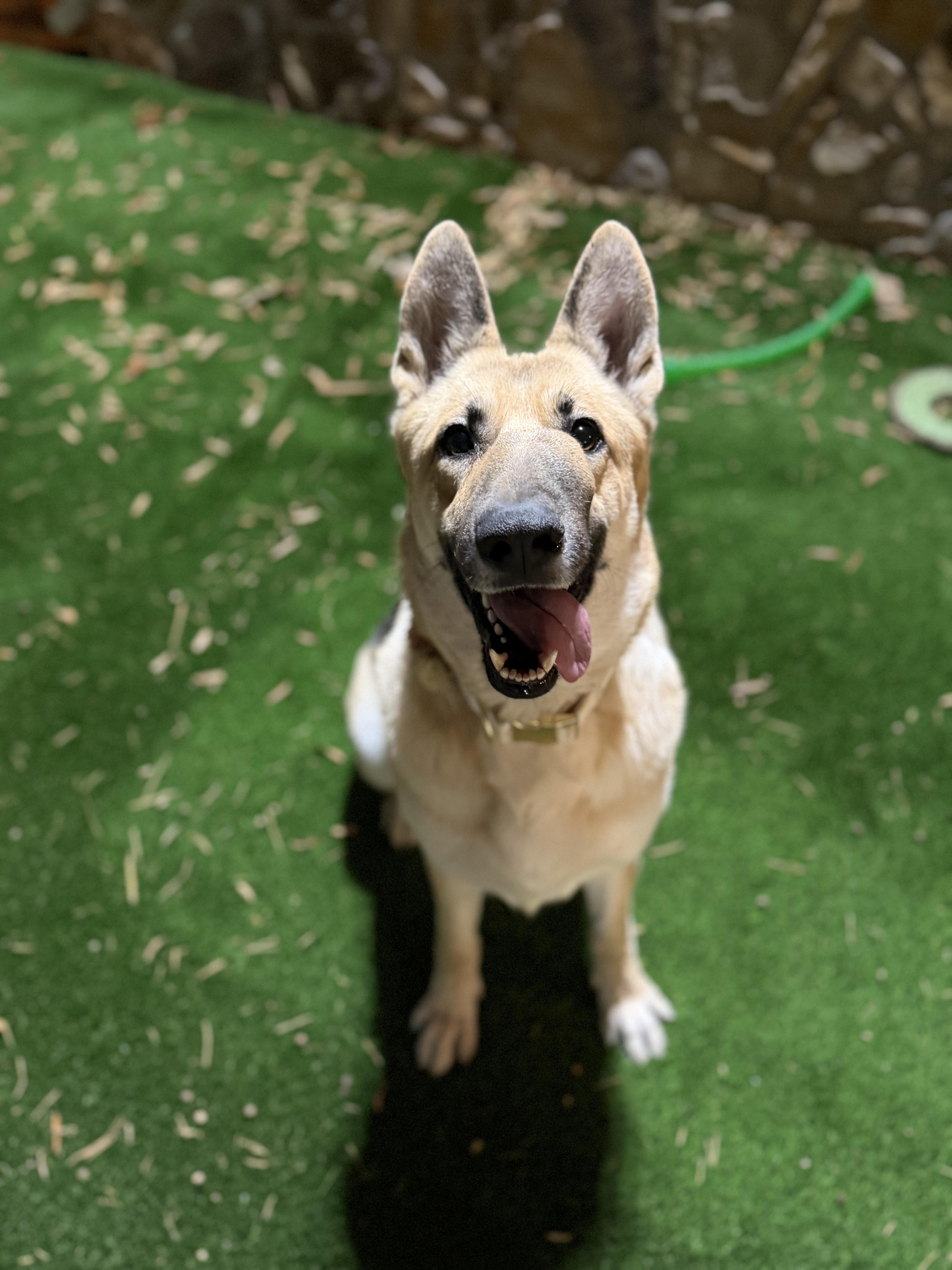 Enlarge Yara, a Adoptable German Shepherd Dog in Salisbury, NC image 4/6