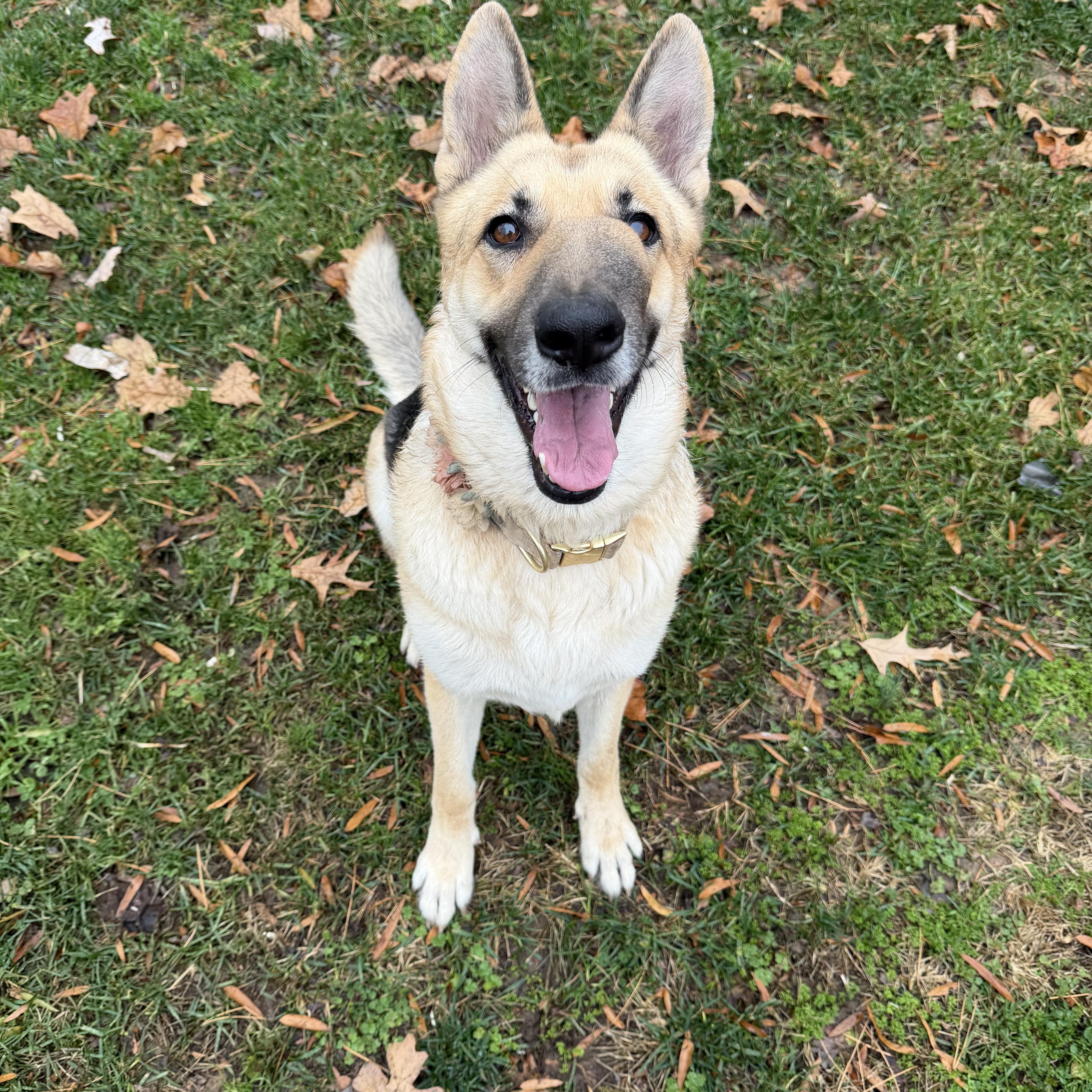 Enlarge Yara, a Adoptable German Shepherd Dog in Salisbury, NC image 5/6