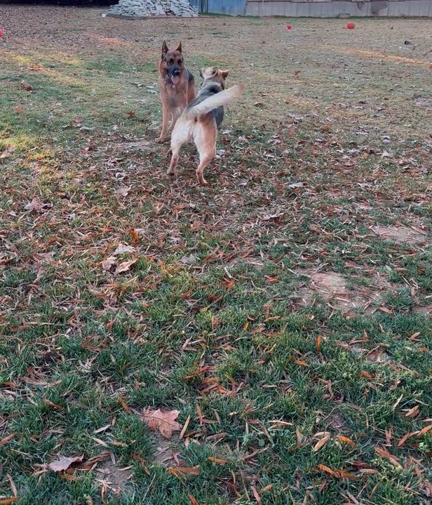 Enlarge Yara, a Adoptable German Shepherd Dog in Salisbury, NC video 6/6