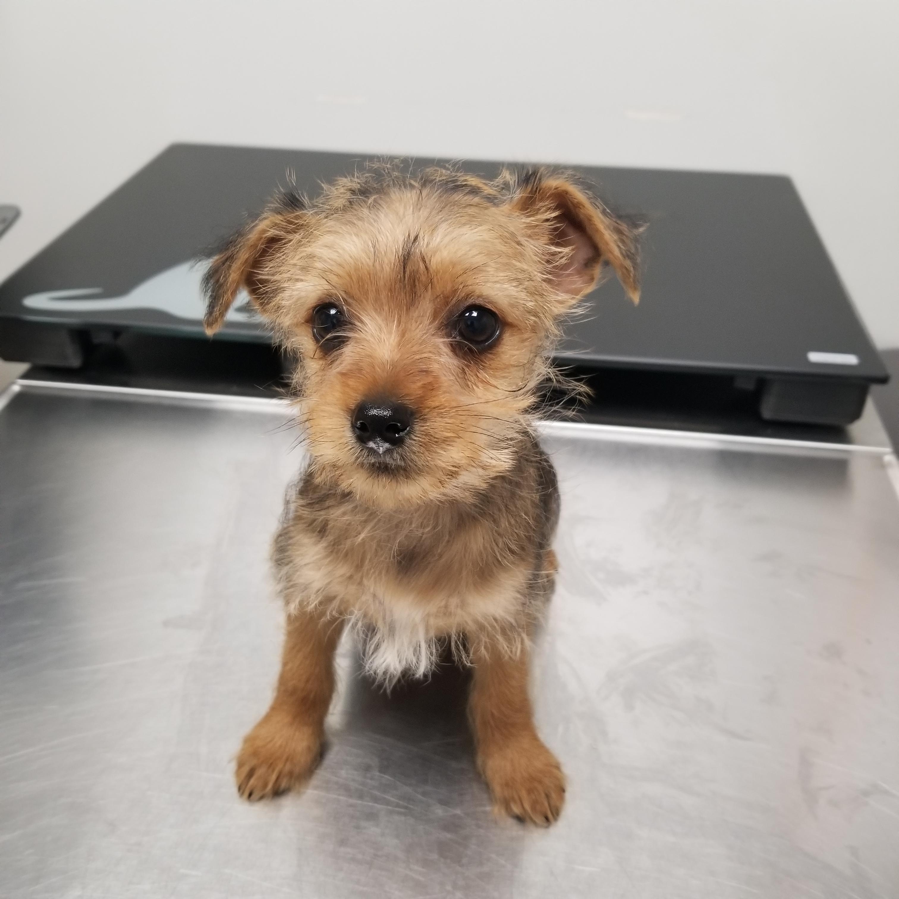 Joey, Adopted, Puppy Male Yorkshire Terrier.