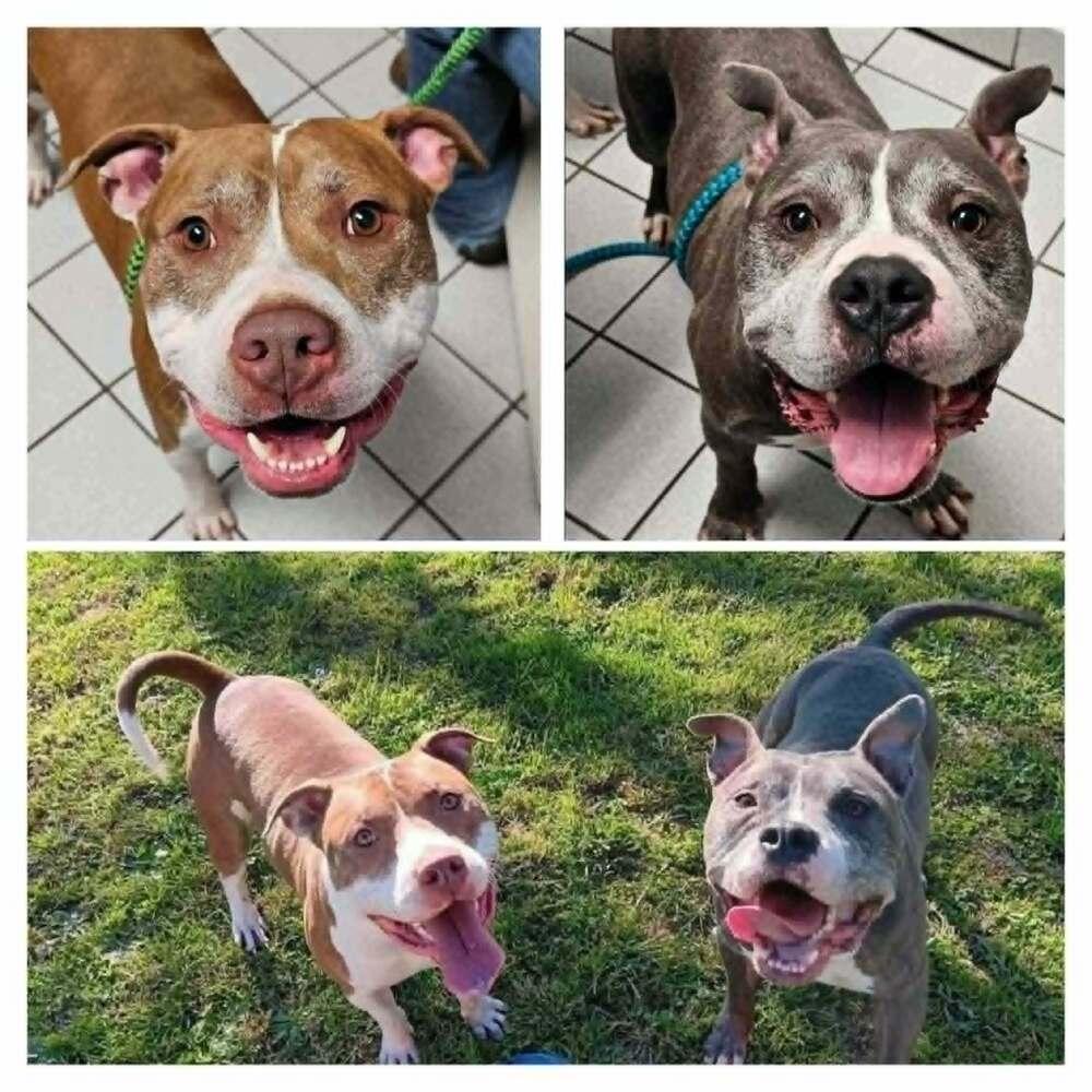 Enlarge Garth & Castiel, a Adoptable mixed breed in New Baltimore, MI image 1/1