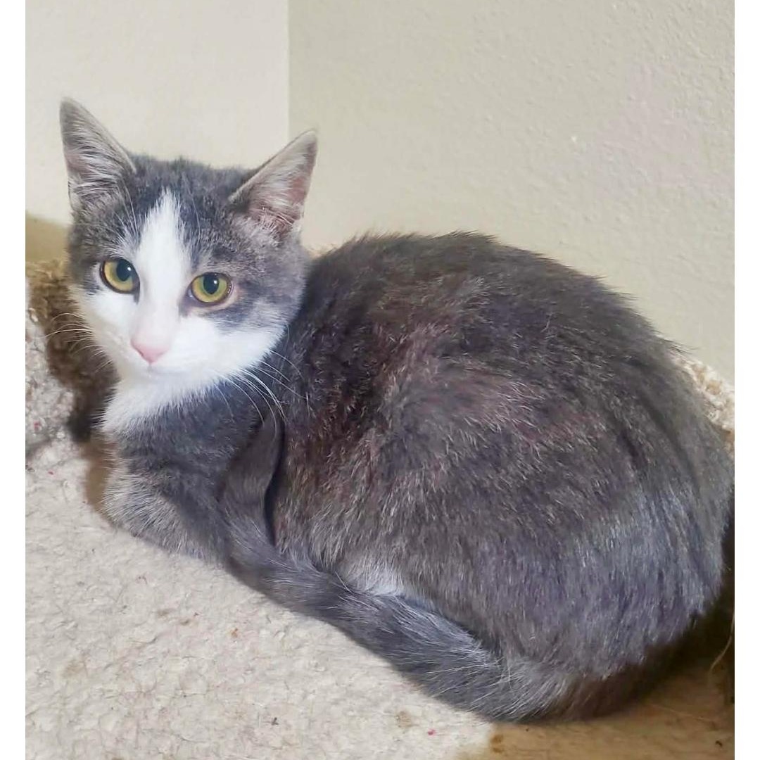 Niko, ADOPTABLE, Kitten Male Domestic Short Hair.