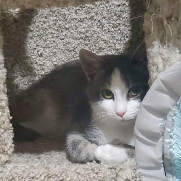 Enlarge Niko, a ADOPTABLE Domestic Short Hair in Sedalia, MO image 2/2