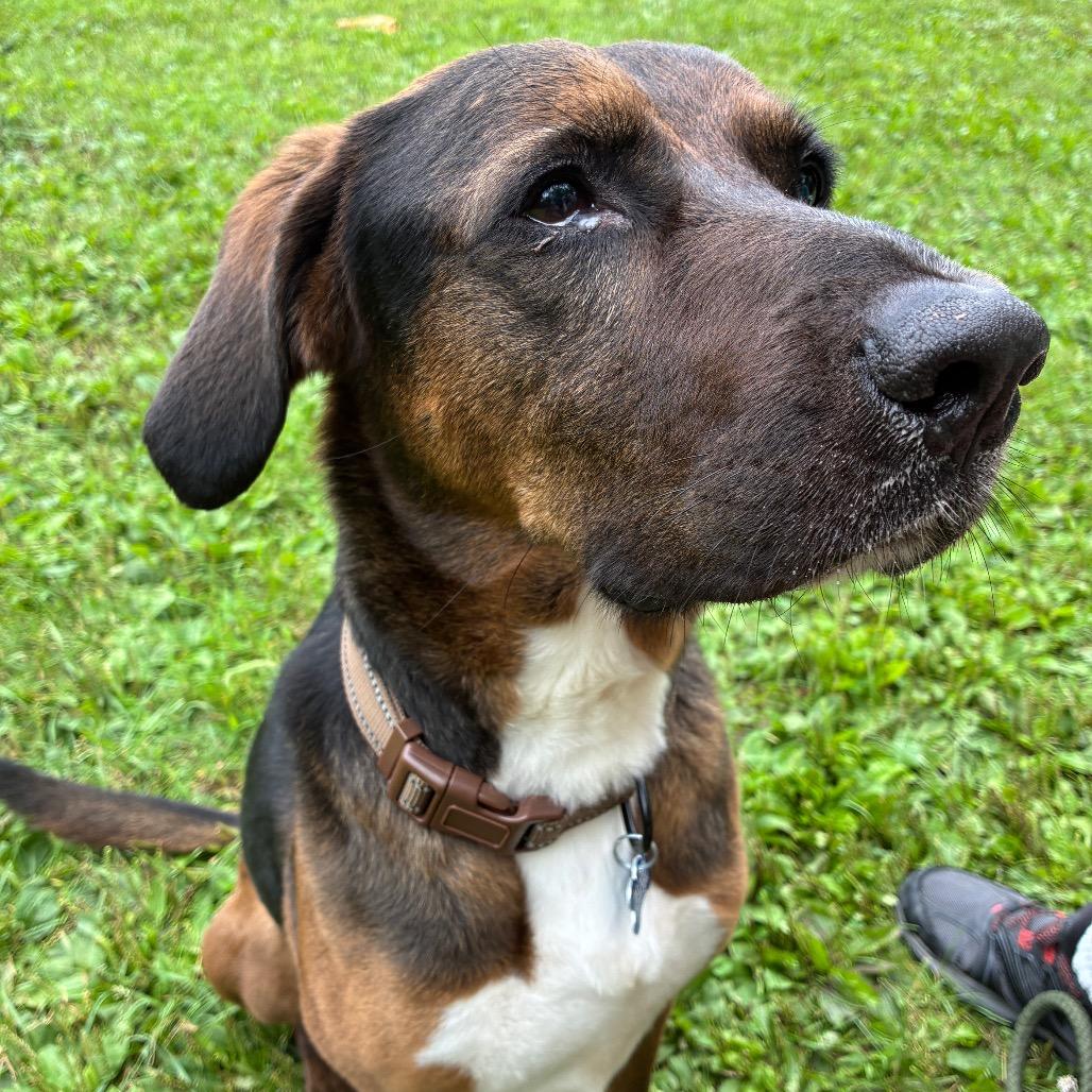 Senor SugarCane, Adoptable, Adult Male Labrador Retriever & English Coonhound.