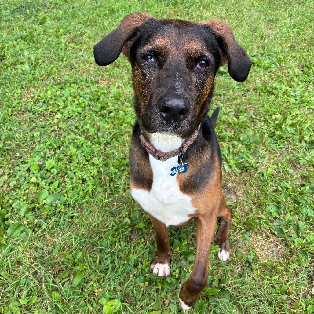 Senor SugarCane, a Adoptable mixed breed in South Haven, MI image 2/6