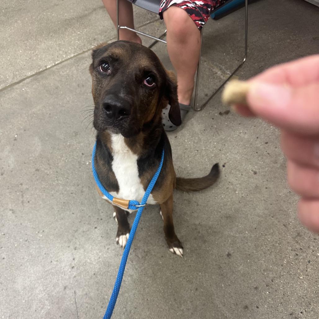 Senor SugarCane, a Adoptable mixed breed in South Haven, MI image 3/6