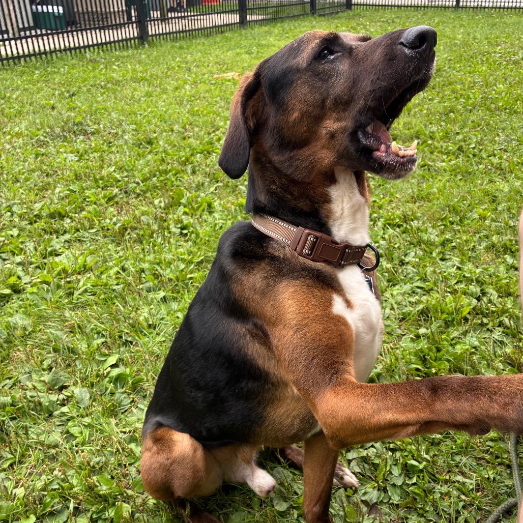 Senor SugarCane, a Adoptable mixed breed in South Haven, MI image 4/6