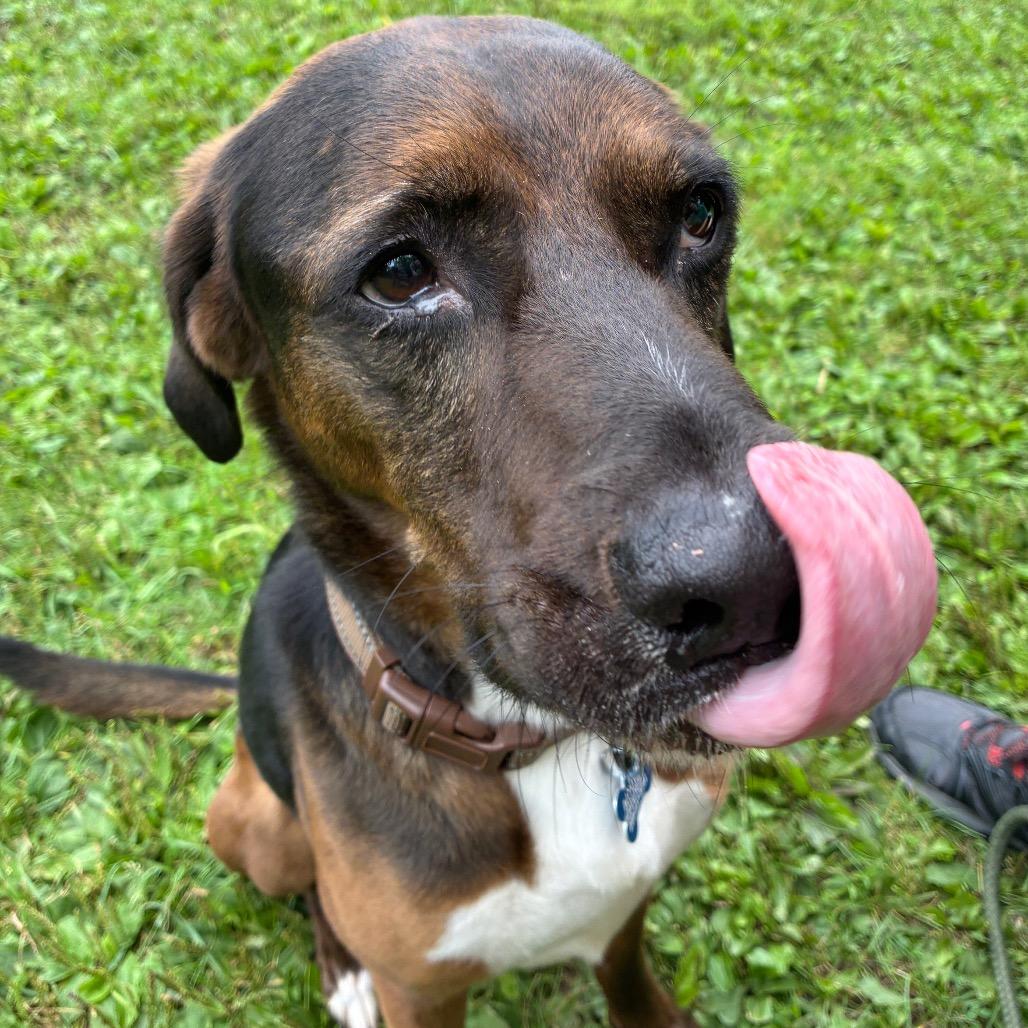 Senor SugarCane, a Adoptable mixed breed in South Haven, MI image 5/6