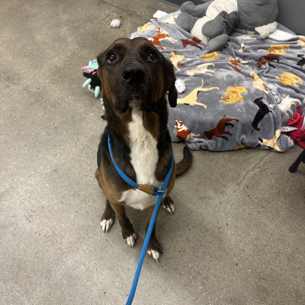 Senor SugarCane, a Adoptable mixed breed in South Haven, MI image 6/6