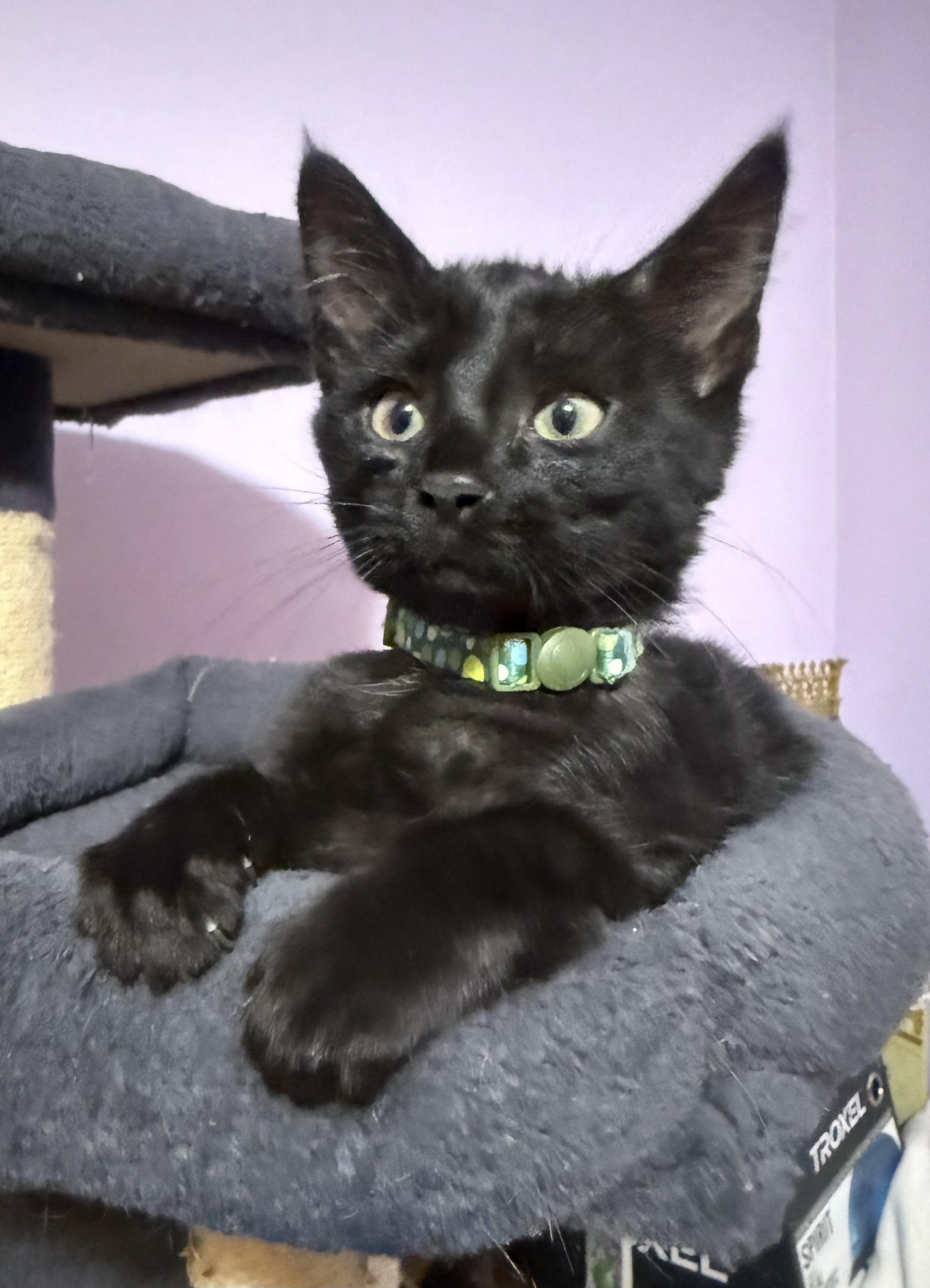 Drake, a Adoptable American Shorthair in Massillon, OH image 2/3