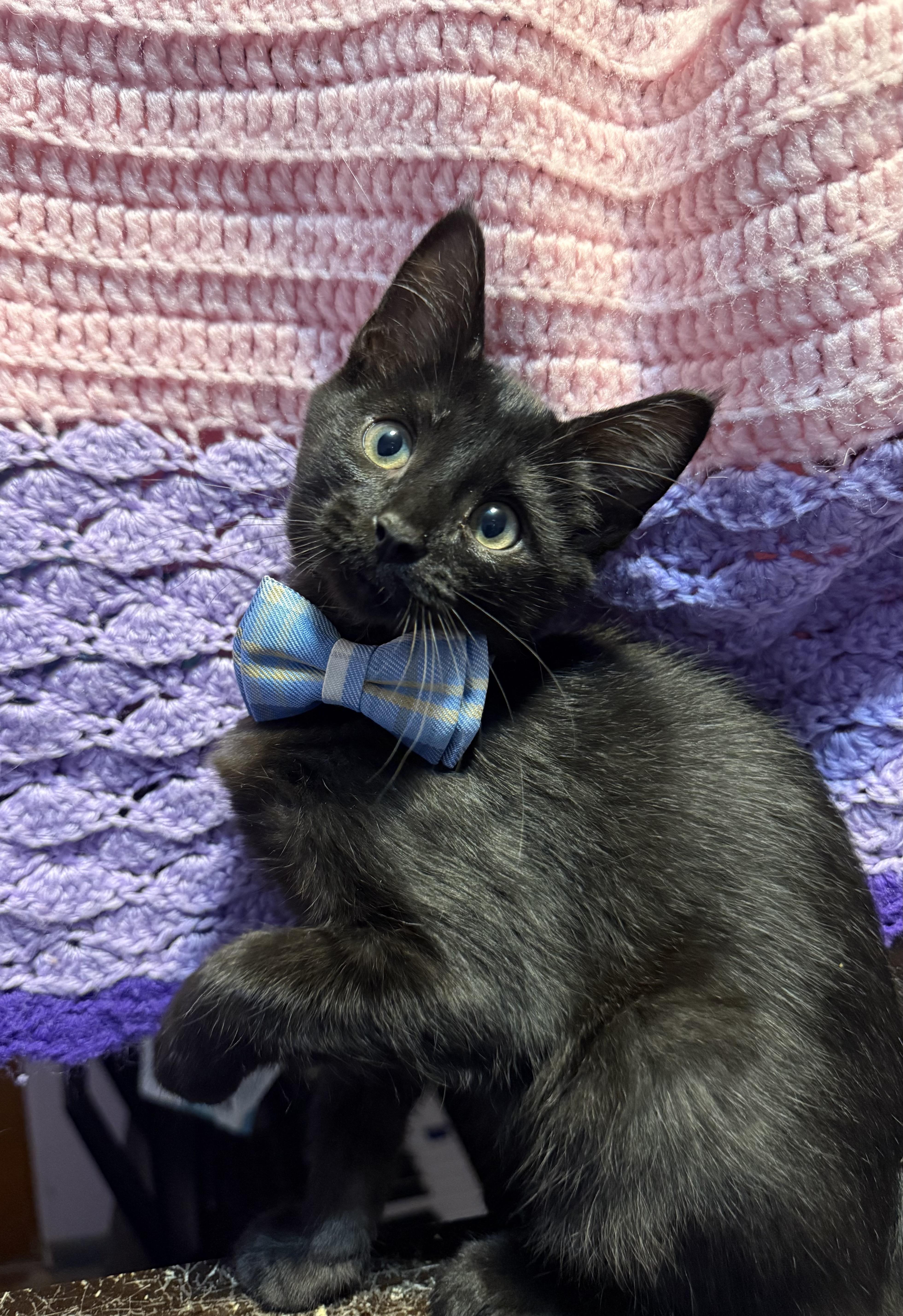 Drake, a Adoptable American Shorthair in Massillon, OH image 1/3