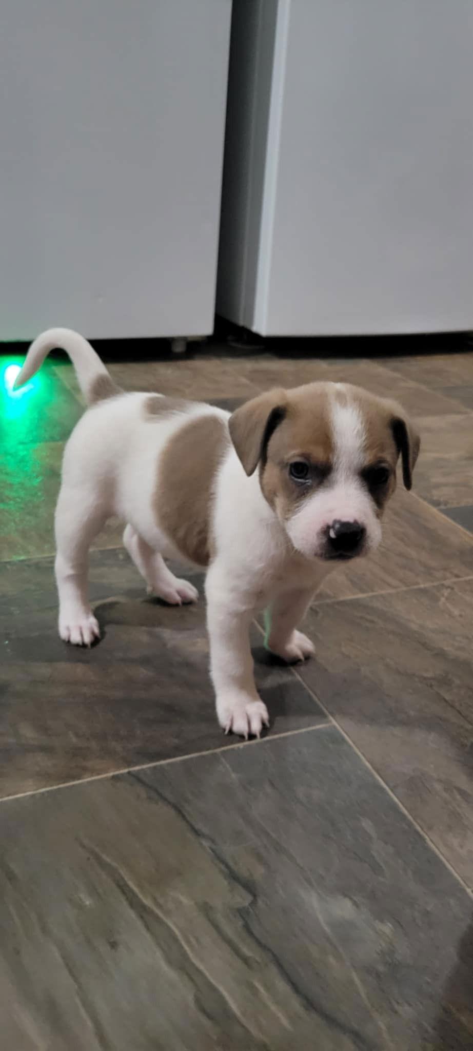 Flux, Adoptable, Puppy Female Pit Bull Terrier.