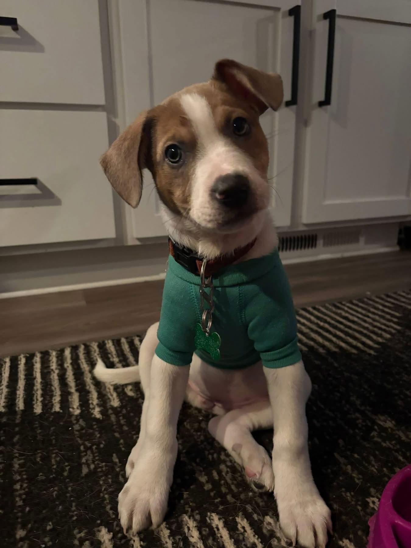 Flux, Adoptable, Puppy Female Australian Cattle Dog / Blue Heeler.