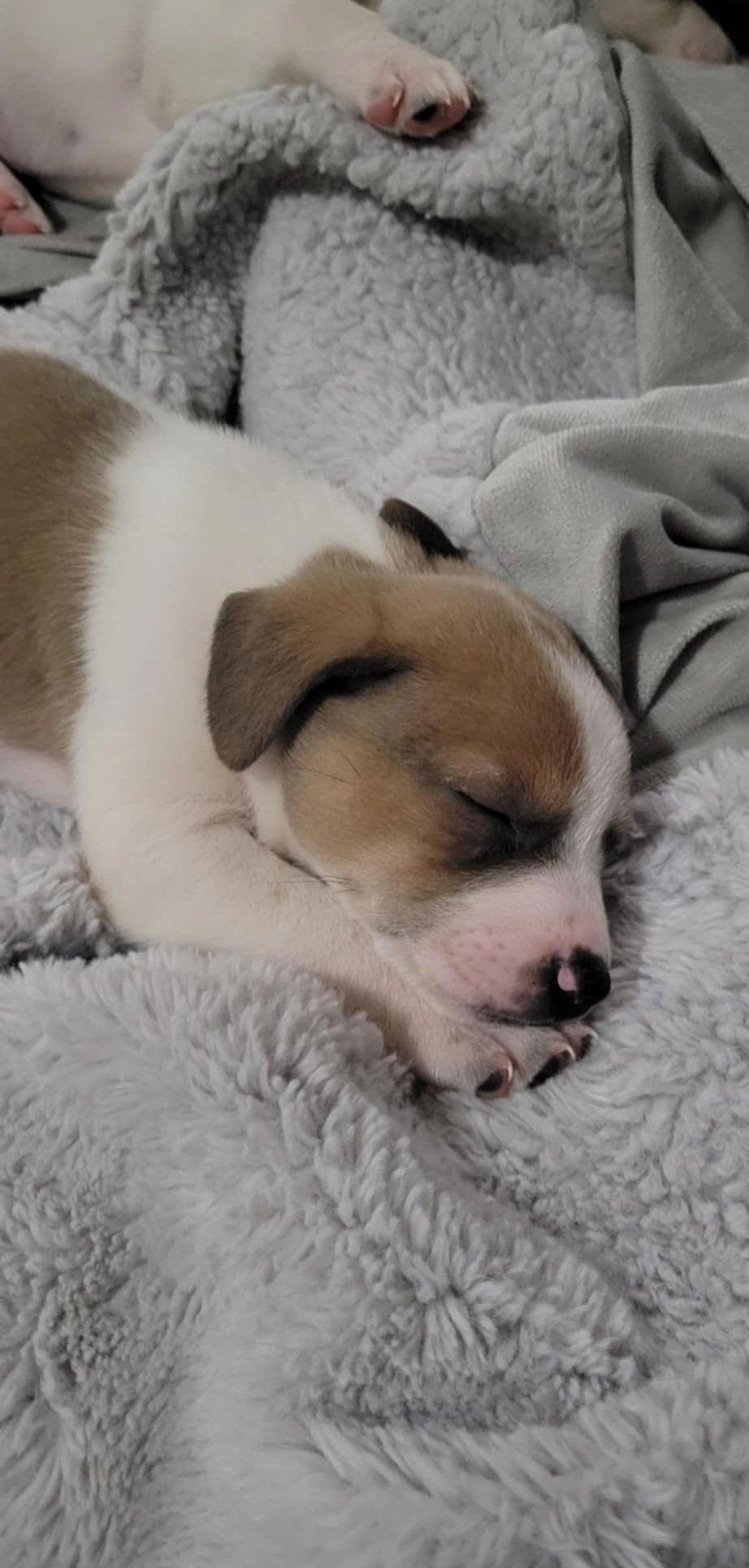 Enlarge Flux, a Adoptable Pit Bull Terrier in Saint Paul, MN image 2/2