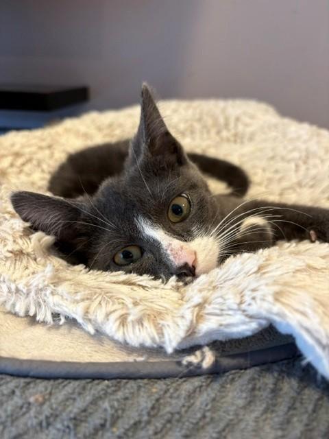Viking (LE), adopted, Kitten Male Domestic Short Hair.