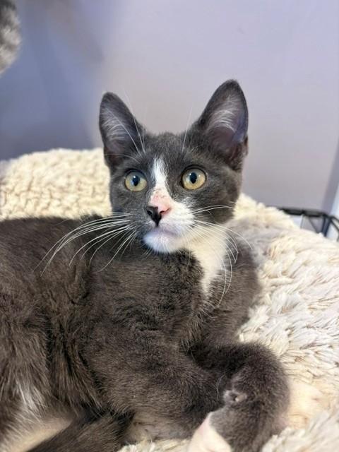 Viking (LE), an adopted Domestic Short Hair in Little Falls, NJ image 2/3
