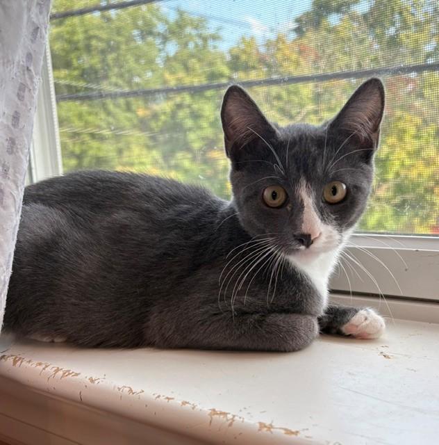 Viking (LE), an adopted Domestic Short Hair in Little Falls, NJ image 3/3