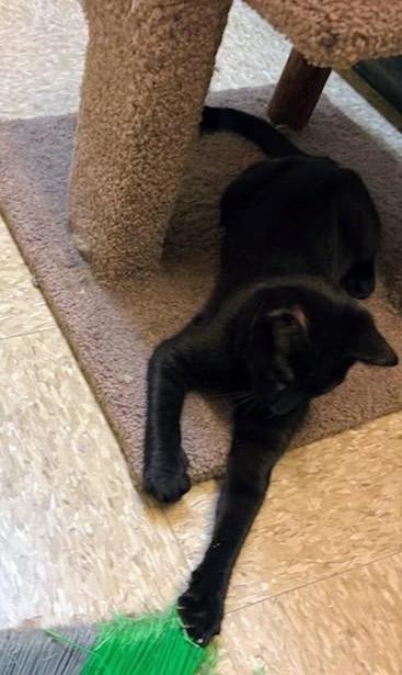 Abracadabra, an adoptable Domestic Short Hair in Waynesboro, VA image 4/6