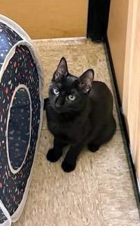 Abracadabra, adoptable, Kitten Male Domestic Short Hair.