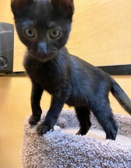 Abracadabra, an adoptable Domestic Short Hair in Waynesboro, VA image 2/3