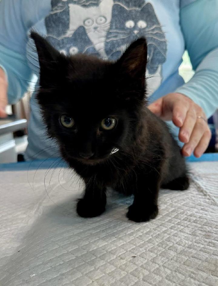Abracadabra, an adoptable Domestic Short Hair in Waynesboro, VA image 3/3