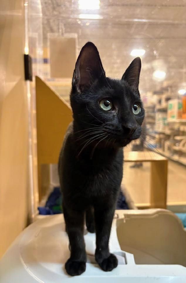 Abracadabra, an adoptable Domestic Short Hair in Waynesboro, VA image 2/6