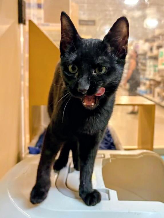 Abracadabra, an adoptable Domestic Short Hair in Waynesboro, VA image 5/6