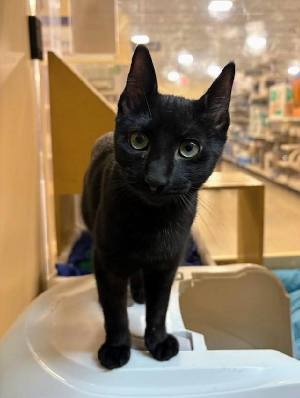 Abracadabra, an adoptable Domestic Short Hair in Waynesboro, VA image 3/6