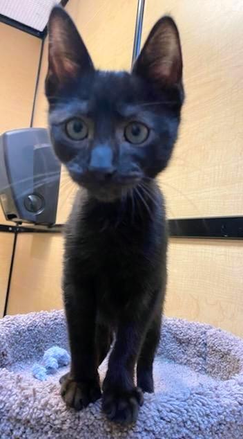 Abracadabra, adoptable, Kitten Male Domestic Short Hair.