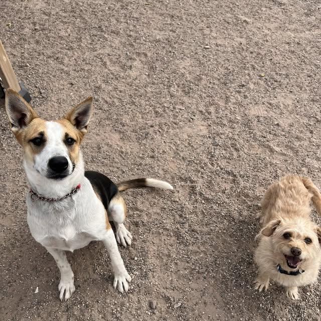 Enlarge Bon Jovi, a Adoptable mixed breed in Deming, NM image 2/2