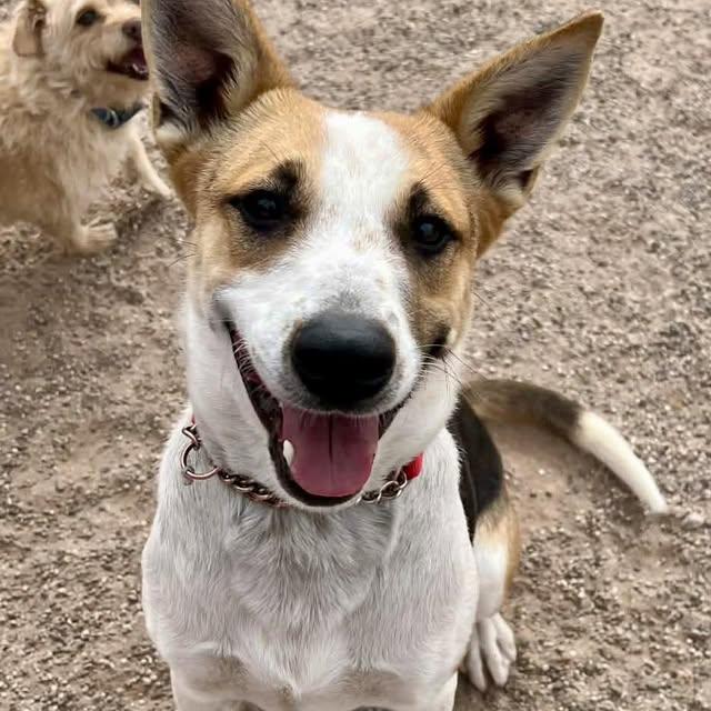 Enlarge Bon Jovi, a Adoptable mixed breed in Deming, NM image 1/2