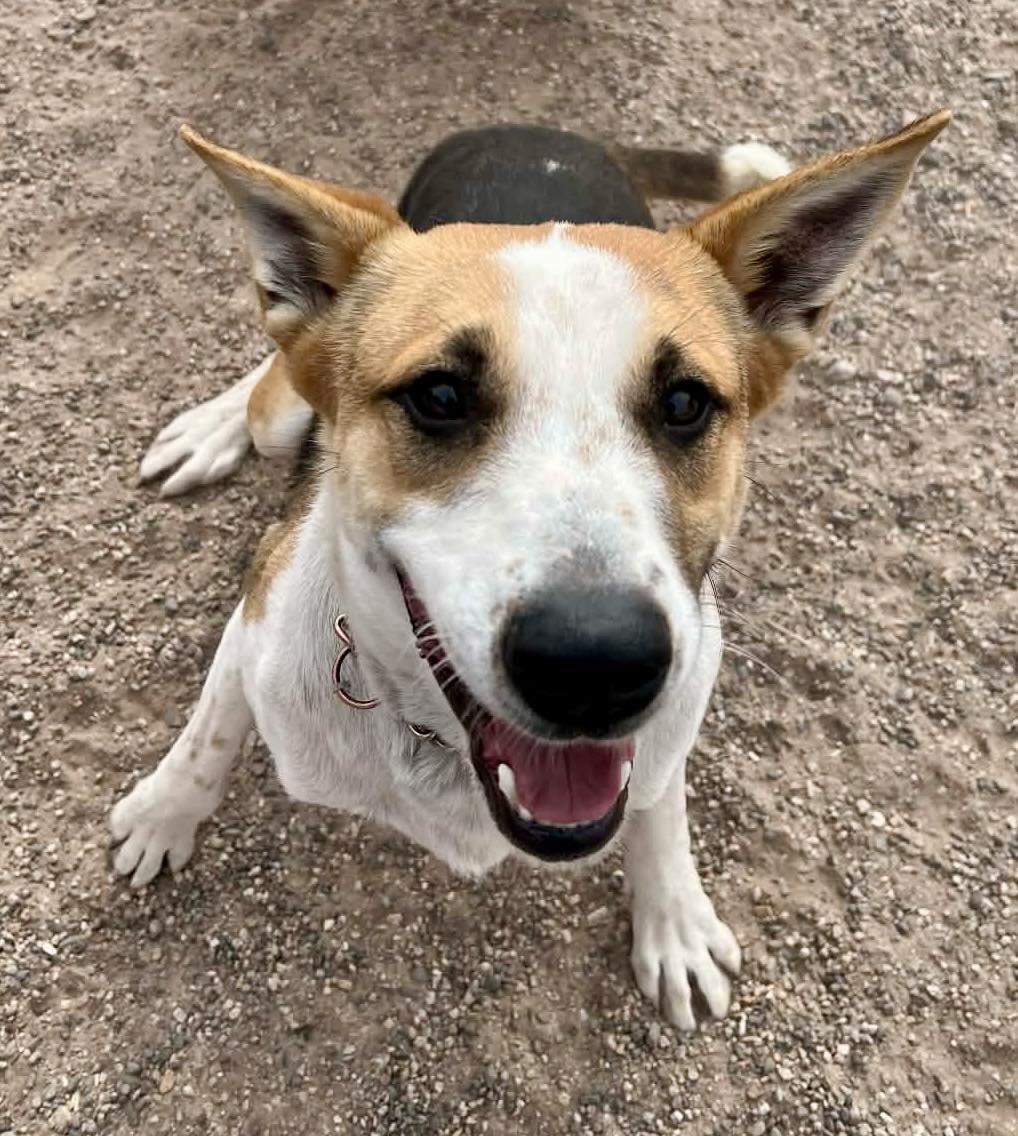 Enlarge Bon Jovi, an adopted mixed breed in Deming, NM image 4/5