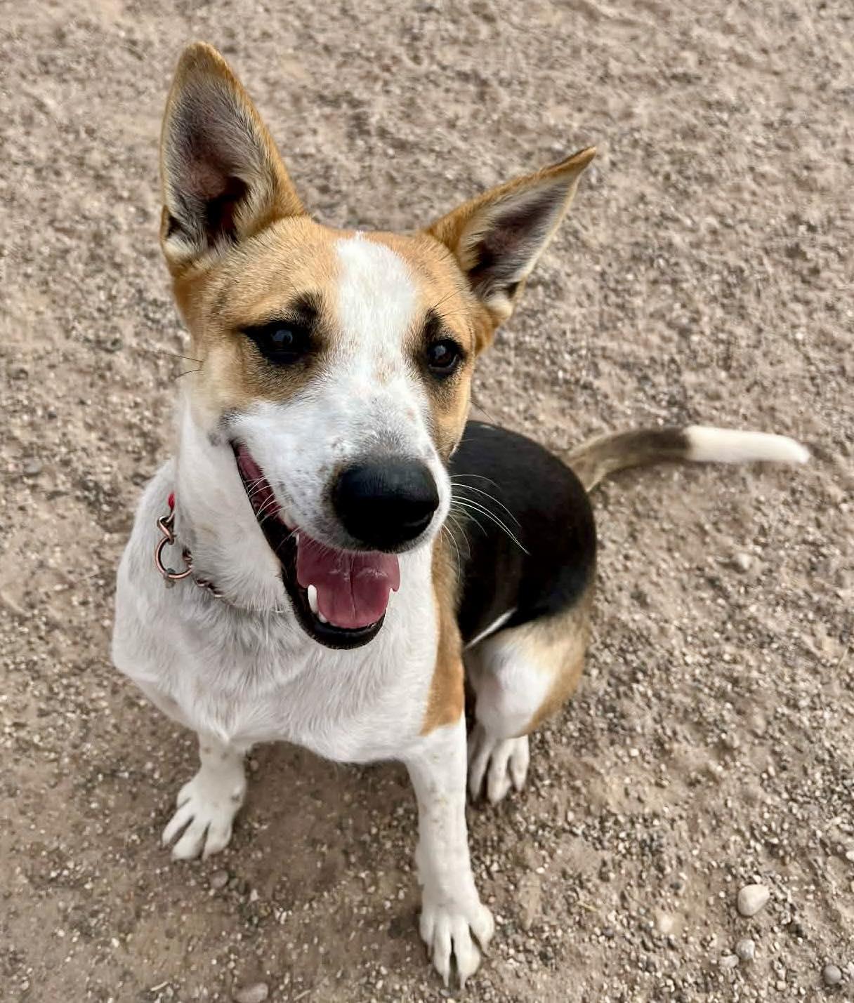 Enlarge Bon Jovi, an adopted mixed breed in Deming, NM image 1/5