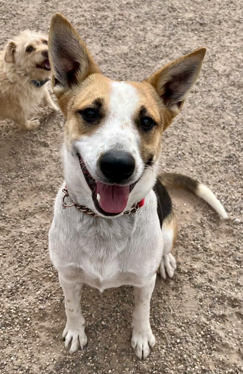 Enlarge Bon Jovi, an adopted mixed breed in Deming, NM image 3/5