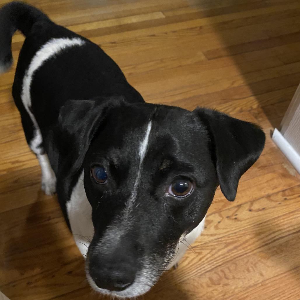 Max, a Adoptable mixed breed in Kokomo, IN image 1/2