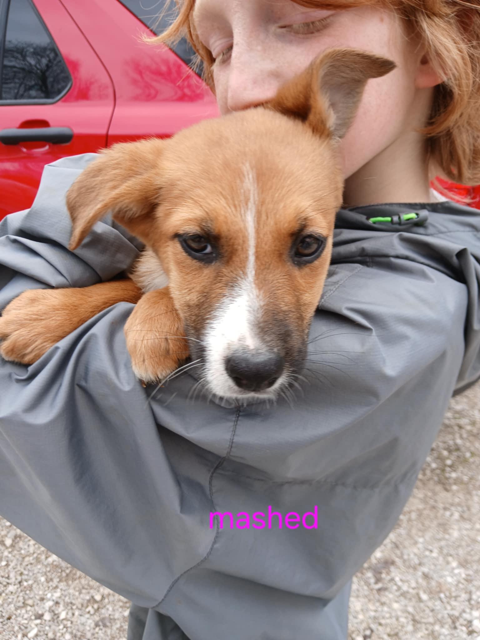 Mashed Potato, Adoptable, Puppy Female Mixed Breed.