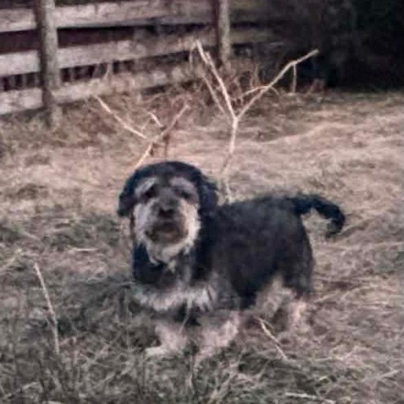 Enlarge Sammy, a Adoptable Wheaten Terrier in Toms Brook, VA image 1/2
