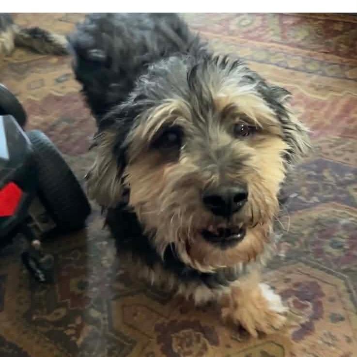 Enlarge Sammy, a Adoptable Wheaten Terrier in Toms Brook, VA image 2/2