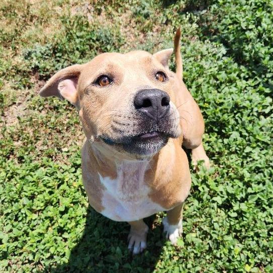 Mama T., Adoptable, Adult Female Terrier & Mixed Breed.