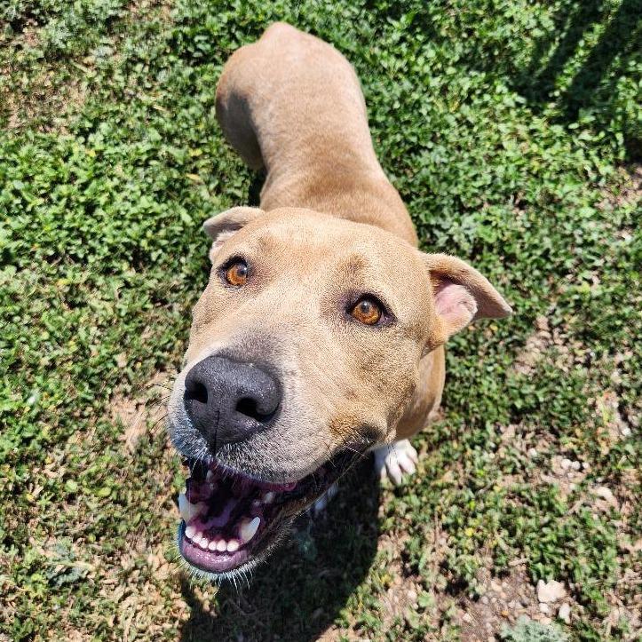 Enlarge Mama T., a Adoptable mixed breed in Corpus Christi, TX image 2/6