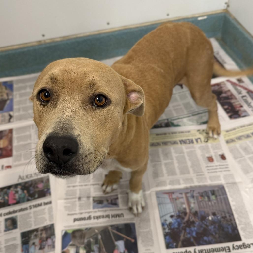 Enlarge Mama T., a Adoptable mixed breed in Corpus Christi, TX image 3/6