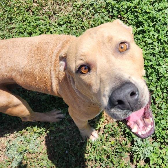 Enlarge Mama T., a Adoptable mixed breed in Corpus Christi, TX image 4/6
