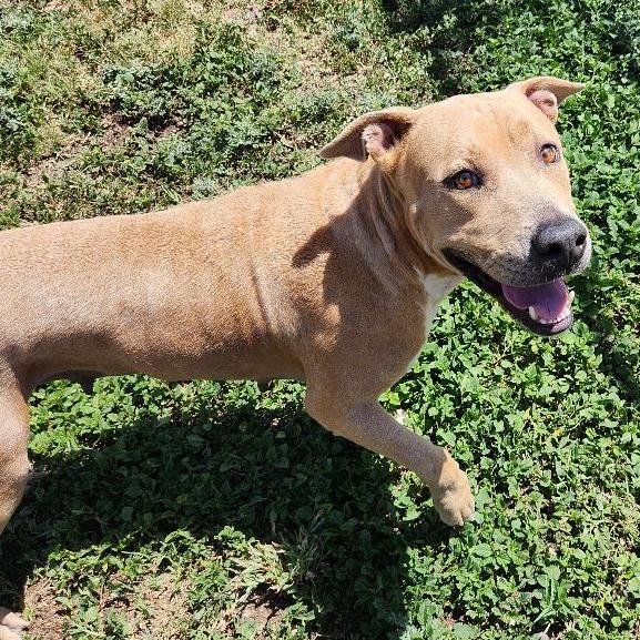 Enlarge Mama T., a Adoptable mixed breed in Corpus Christi, TX image 5/6
